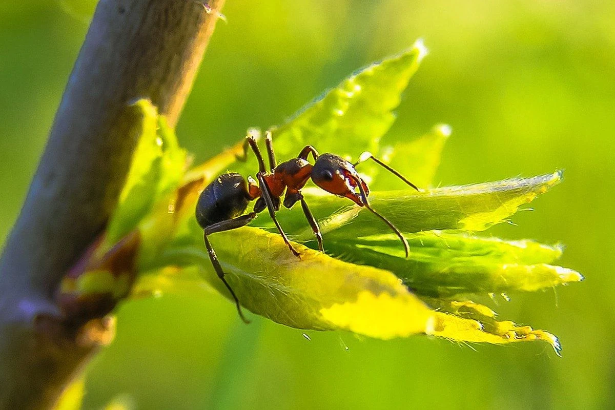 загадка про мураху