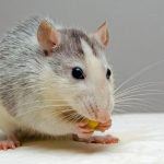 до чого сниться криси