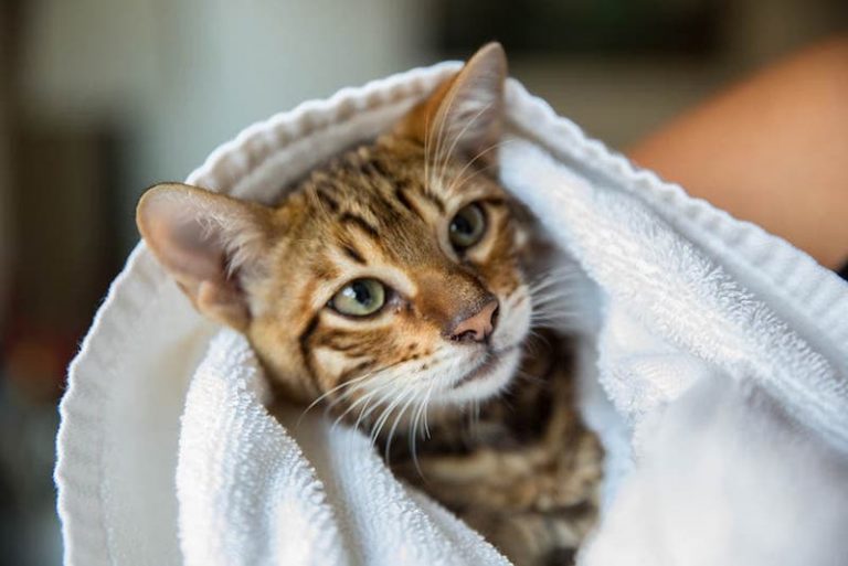toyger-kitten-wrapped-in-a-towel_stockelements_Shutterstock