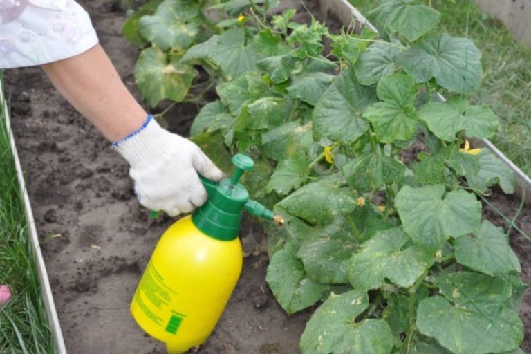 борна кислота для помідорів та огірків