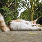 для чого котам хвіст