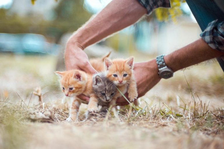 ім'я для кота хлопчика на удачу