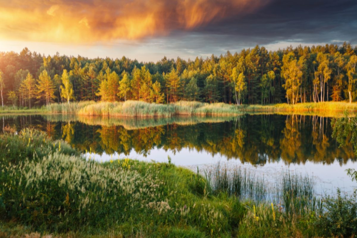 полісся це