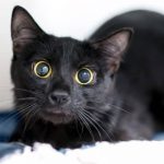 розширені зіниці у кота