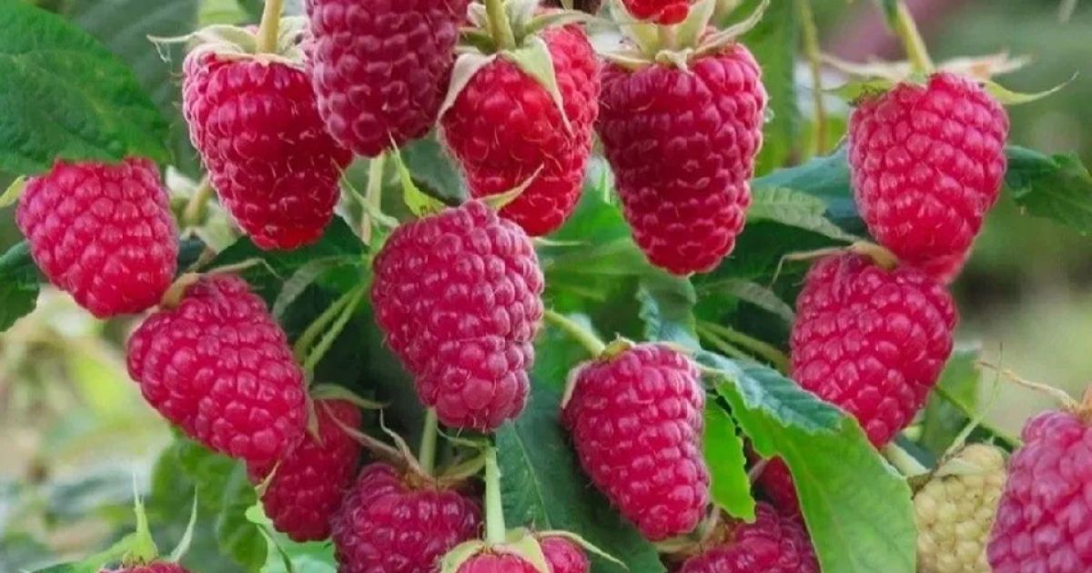 підживлення малини попелом