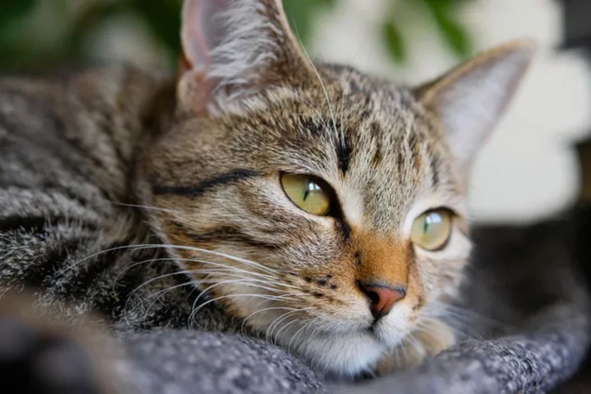 скільки років живуть коти