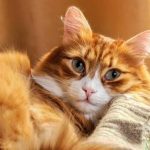 як визначити вік кота