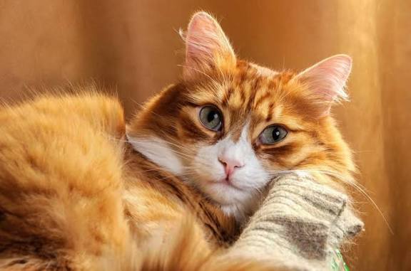 як визначити вік кота