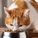 чим годувати кота, якщо немає корму