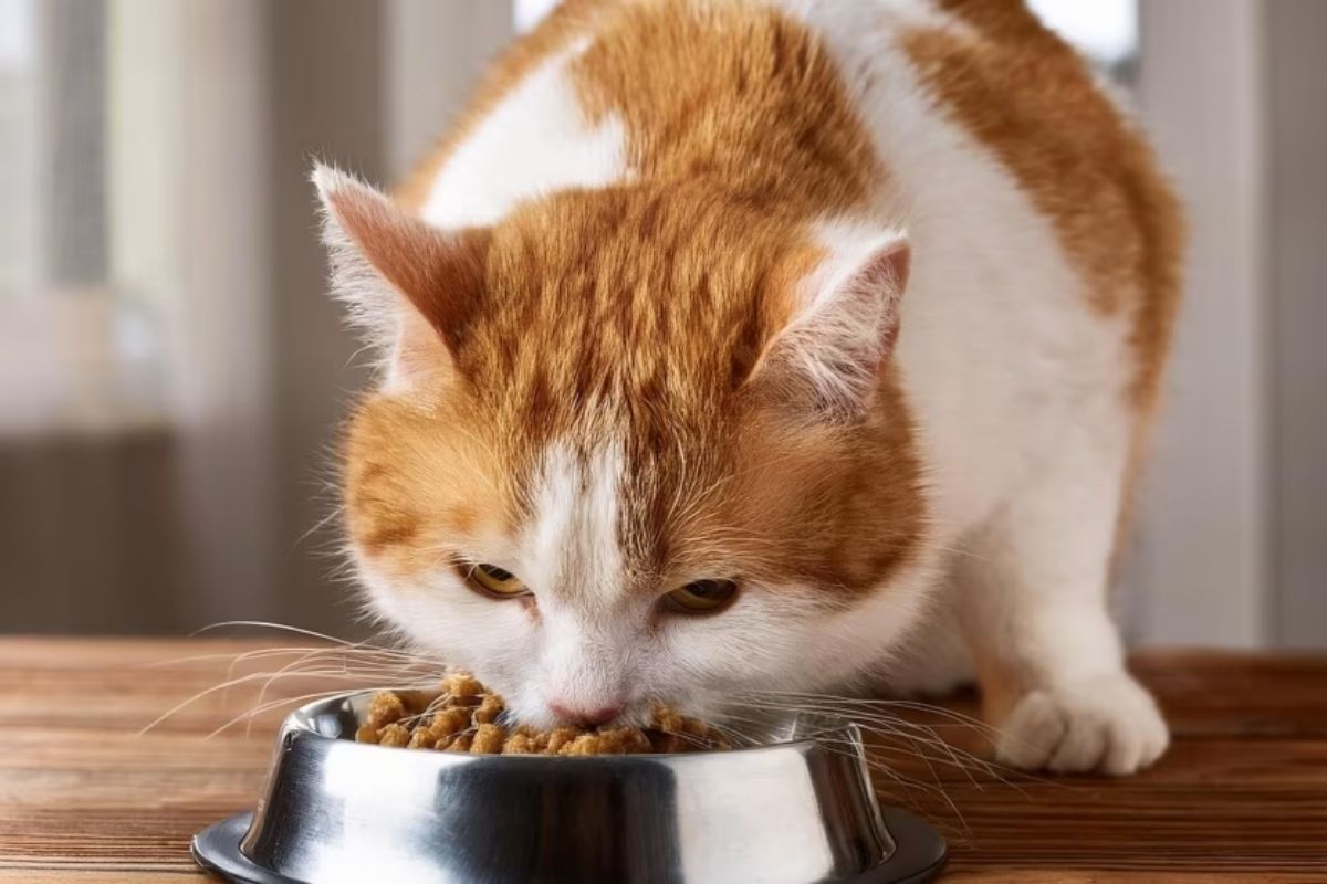 чим годувати кота, якщо немає корму