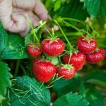 обробка полуниці весною