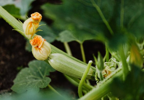 що садити біля кабачків