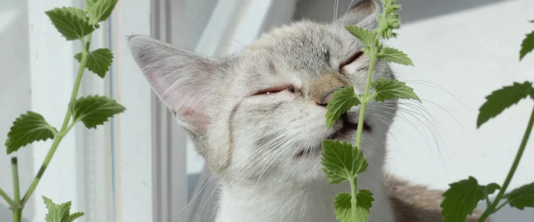 які запахи люблять коти