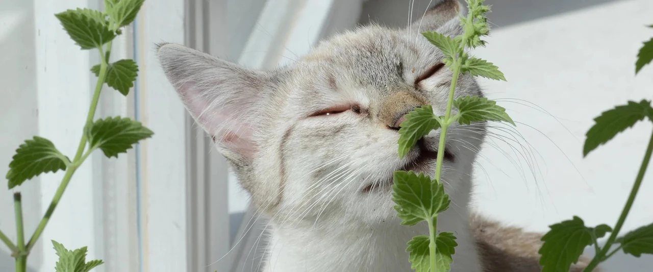 які запахи люблять коти