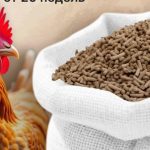 Чим годувати курей несучок, щоб яйця не зникали