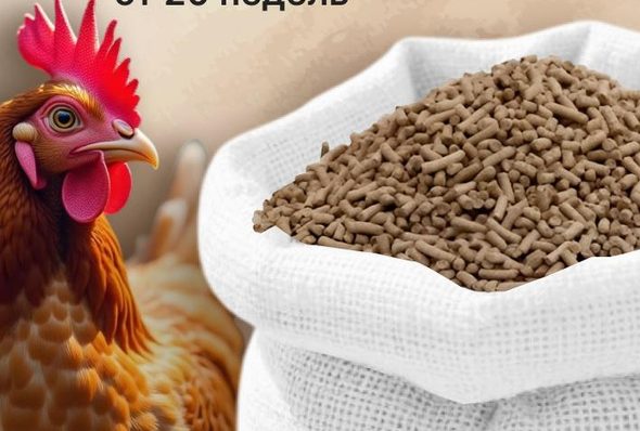 Чим годувати курей несучок, щоб яйця не зникали
