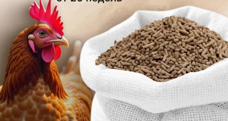 Чим годувати курей несучок, щоб яйця не зникали